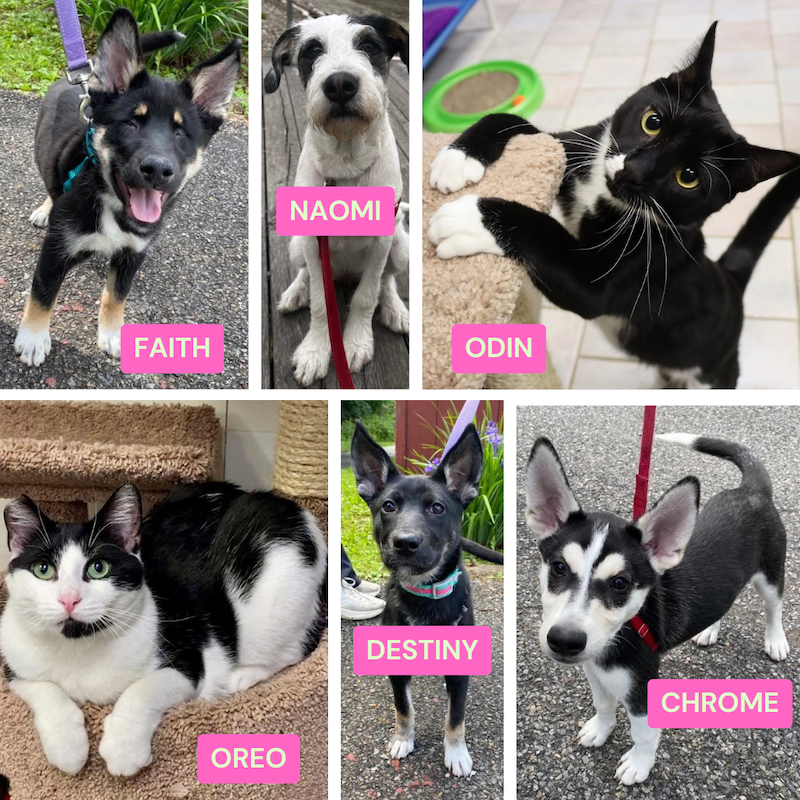 Some of the dogs and cats available at ARF