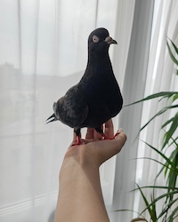 Gigi the pigeon