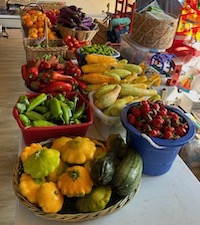 Bounty of fresh vegetables at the Philipstown Food Pantry