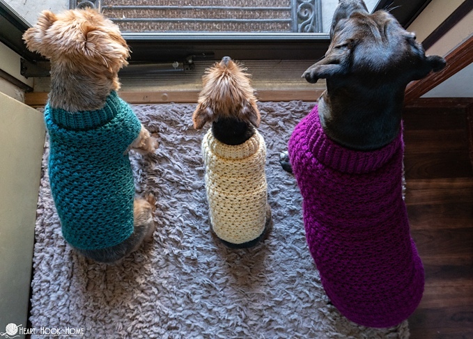 Three dogs modeling Stellar Dog Sweater